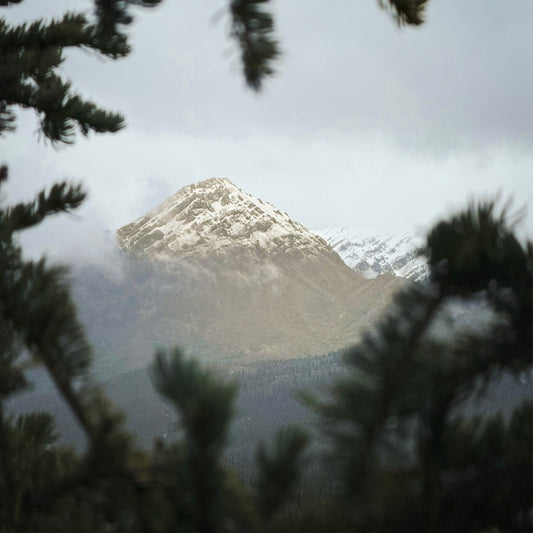 A beautiful view of Mt. McKinnley in Alaska framed by pine tree branches.  A view with a scents of adventure, spruce.
